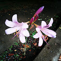 Belladonna Lilly