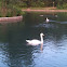 Mute swan