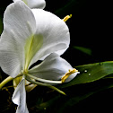 White ginger lily