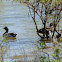 Mallard Ducks
