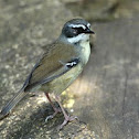 White-browed Scrubwren