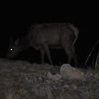 Elk