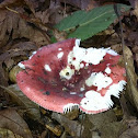 Russula
