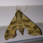 Virginia Creeper Moth