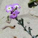 Goivinho-da-praia