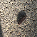 Caterpillar