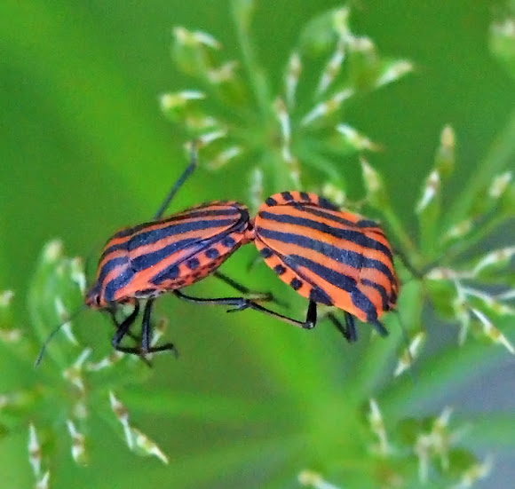 Spotting Image 1
