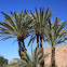 Date Palms