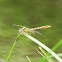 Jade Clubtail