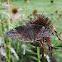 Wild Indigo Duskywing
