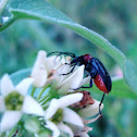Soldier Beetle