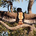 Bateleur