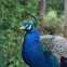 Indian Peafowl