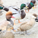 Red-crested Pochard