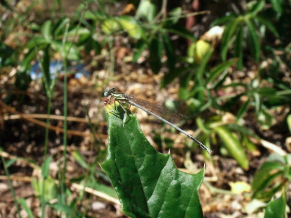 Spotting Image 1