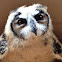 Striped Owl