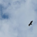 Turkey Vulture