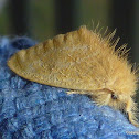 Yellow Tussock Moth