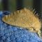 Yellow Tussock Moth