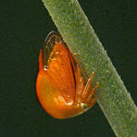 Treehopper