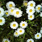 Leucanthemum common