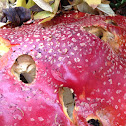 Fly Agaric