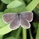 Eastern Tailed-Blue