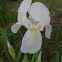 White Iris