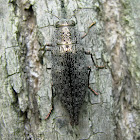 Flatheaded Poplar Borer