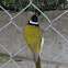 White-throated Honeyeater