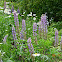Lupin