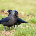 Jackdaws