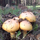 Caesars amanita