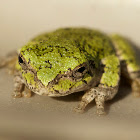 Gray Treefrog