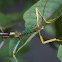 walking stick