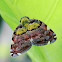 Ricaniid planthopper