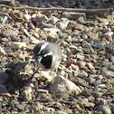 Black Throated Sparrow