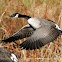 Canada Goose