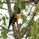Black-headed Trogon (female)