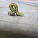 Inchworm