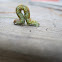 Inchworm
