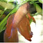 Veiltail Betta (male)
