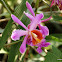 Two-piece Sobralia