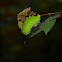 Luna Moth Larvae