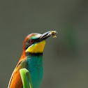 European Bee-eater