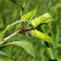 Ant (mutualism)