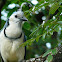 White-throated Magpie-Jay
