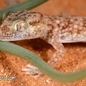 Baluch ground gecko