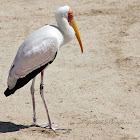 Yellow-billed Stork