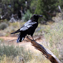 Common Raven